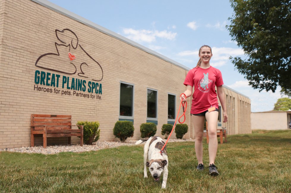 Great Plains SPCA KC Parent Magazine   Great Plains SPCA Volunteer Walking A Dog At Our Merriam Campus 